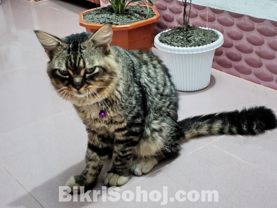 পার্সিয়ান বিড়াল